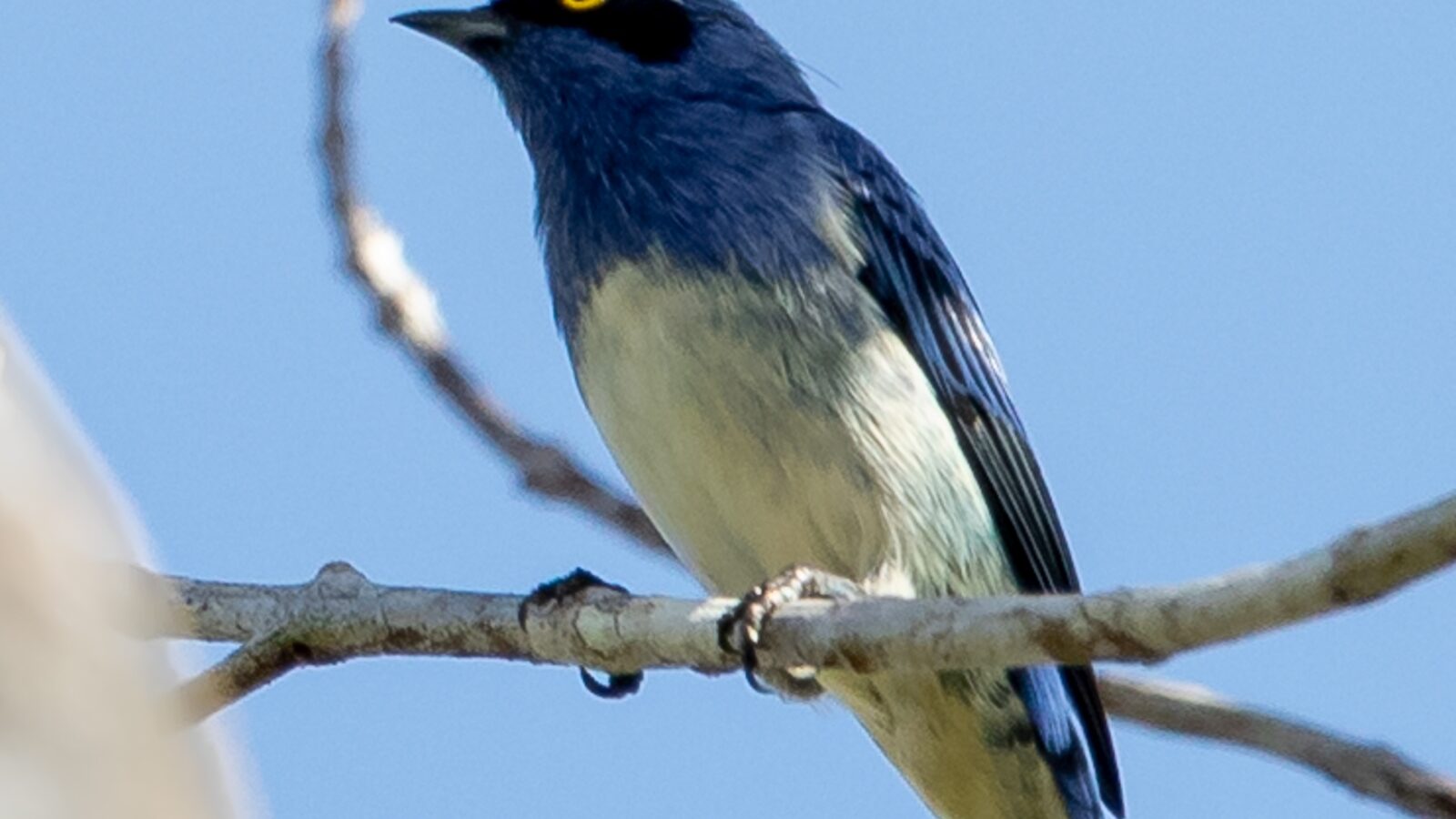 White-bellied Dacnis