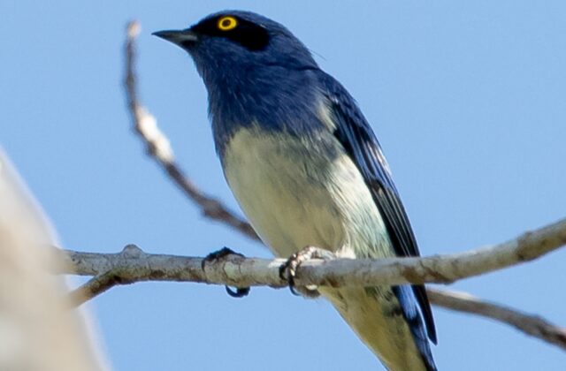 White-bellied Dacnis