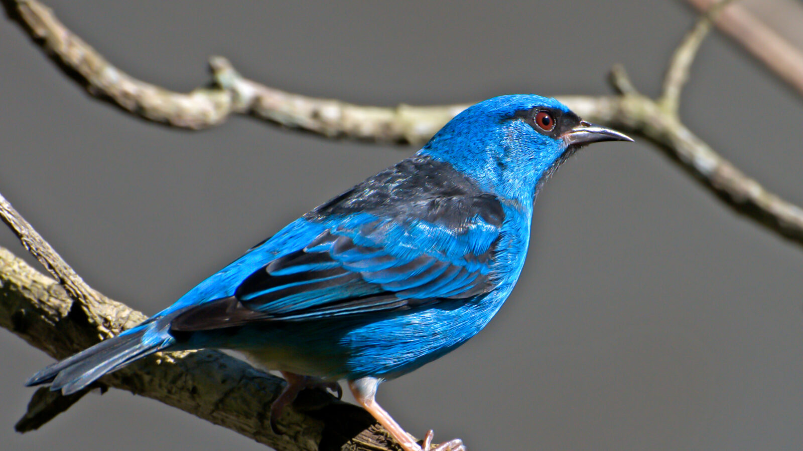 Blue Dacnis