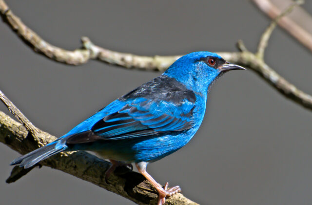 Blue Dacnis