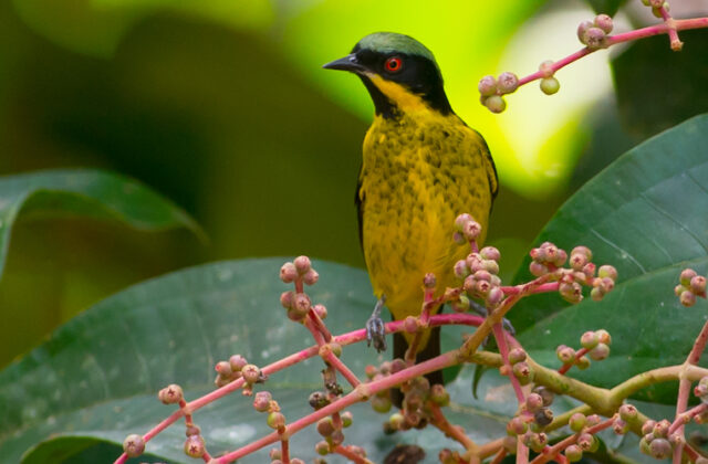 Yellow-bellied Dacnis