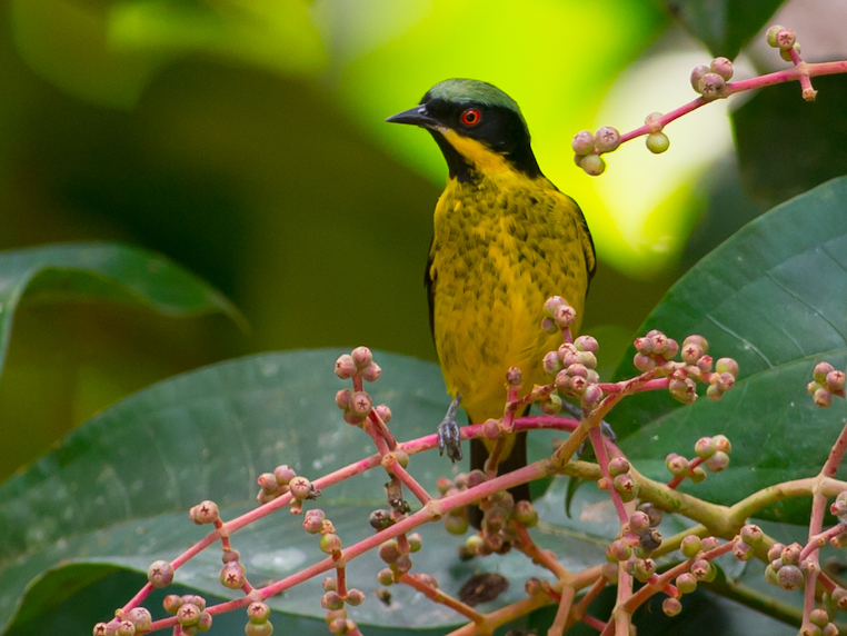 Yellow-bellied Dacnis