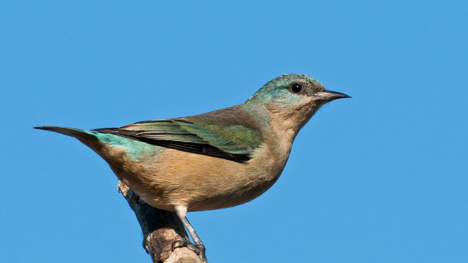 Black-legged Dacnis