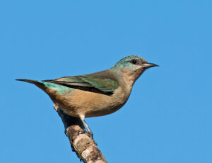 Black-legged Dacnis
