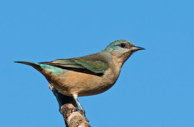 Black-legged Dacnis