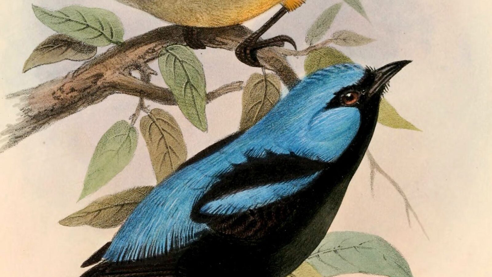 Scarlet-thighed Dacnis