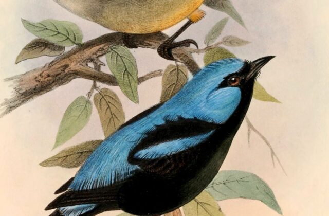 Scarlet-thighed Dacnis