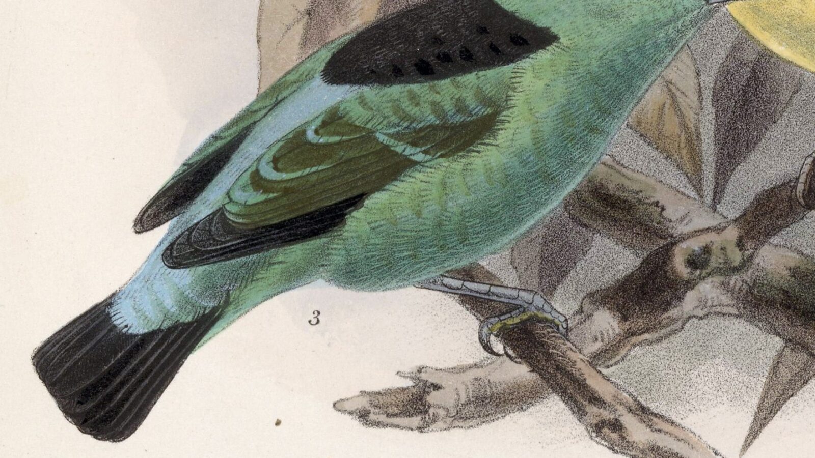 Viridian Dacnis