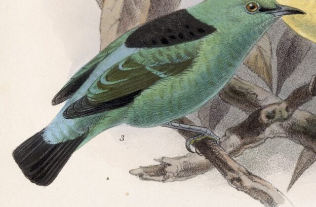 Viridian Dacnis