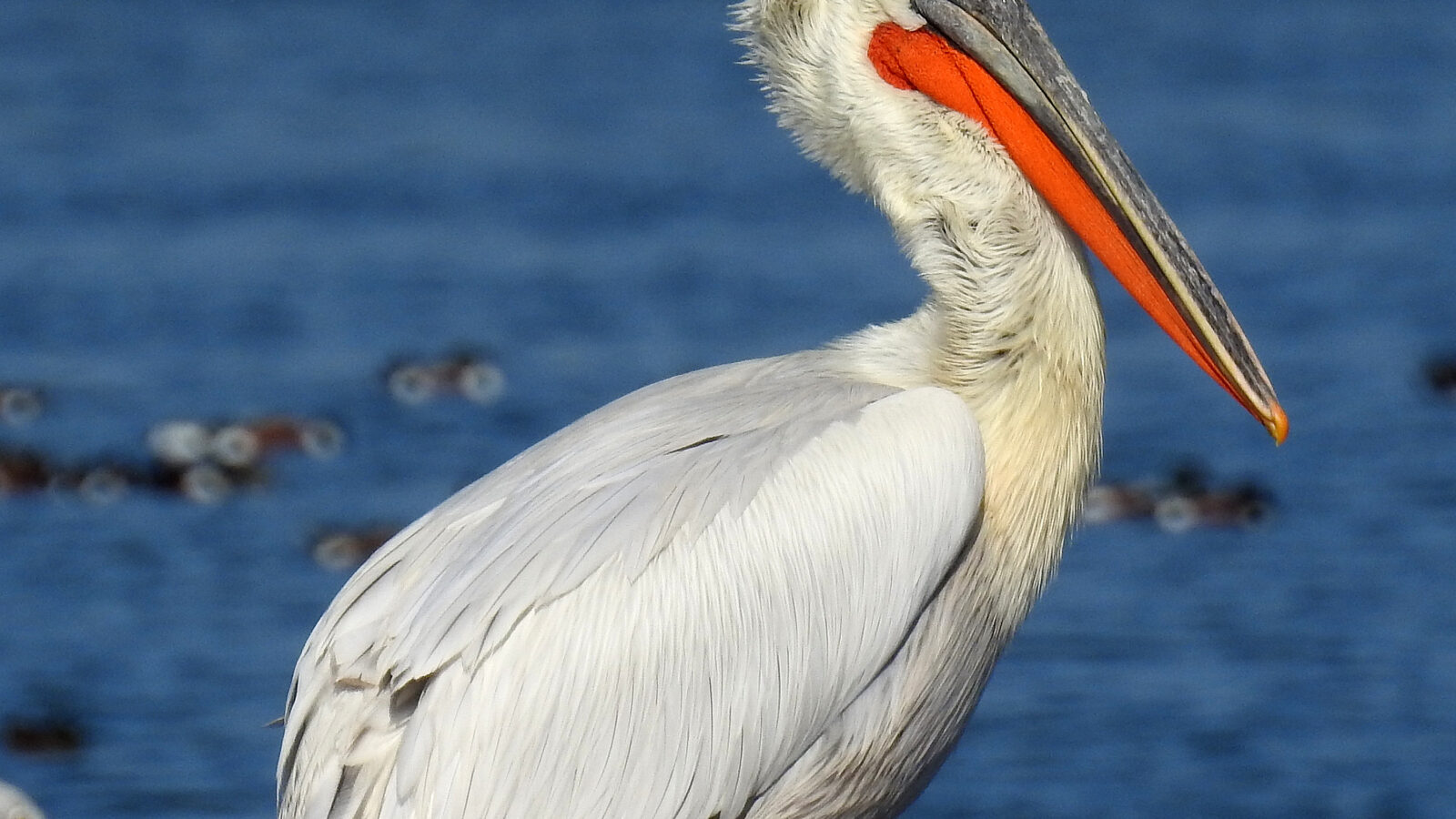 Dalmatian Pelican