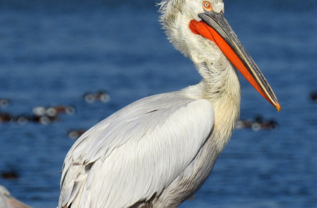 Dalmatian Pelican