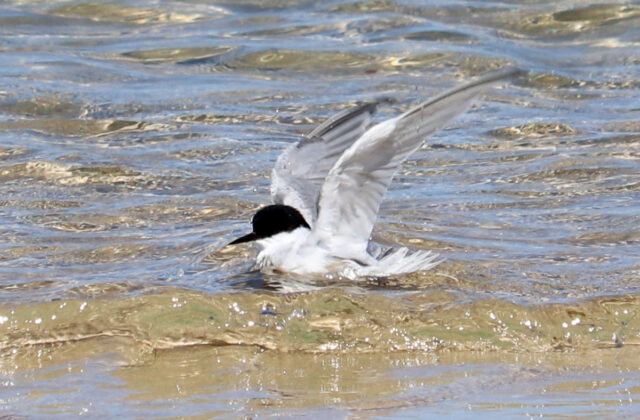 Damara Tern