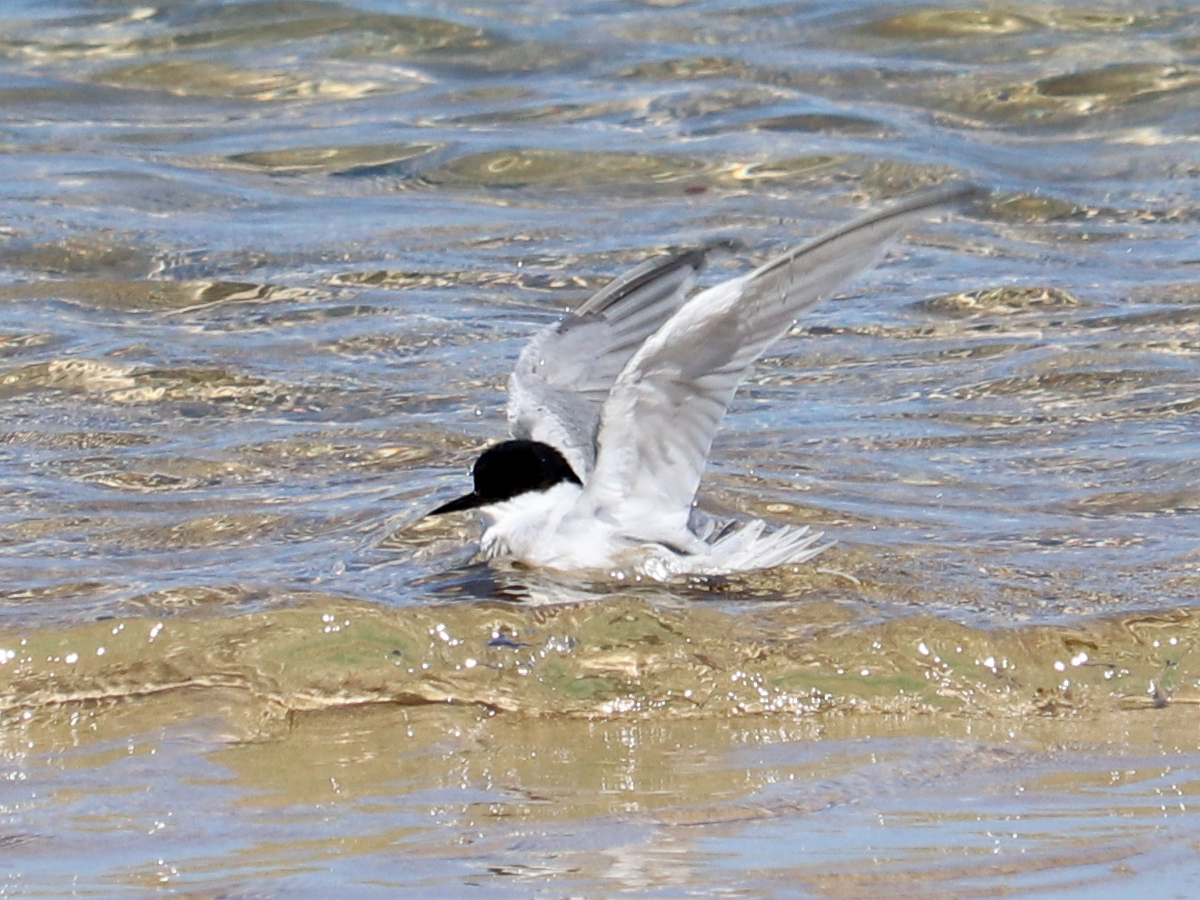 Damara Tern