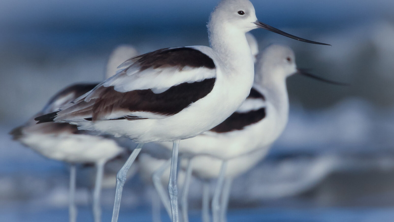 American Avocet