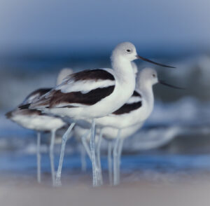American Avocet