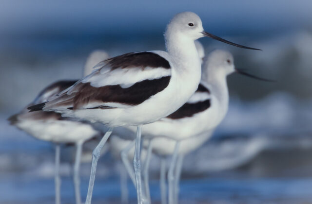 American Avocet