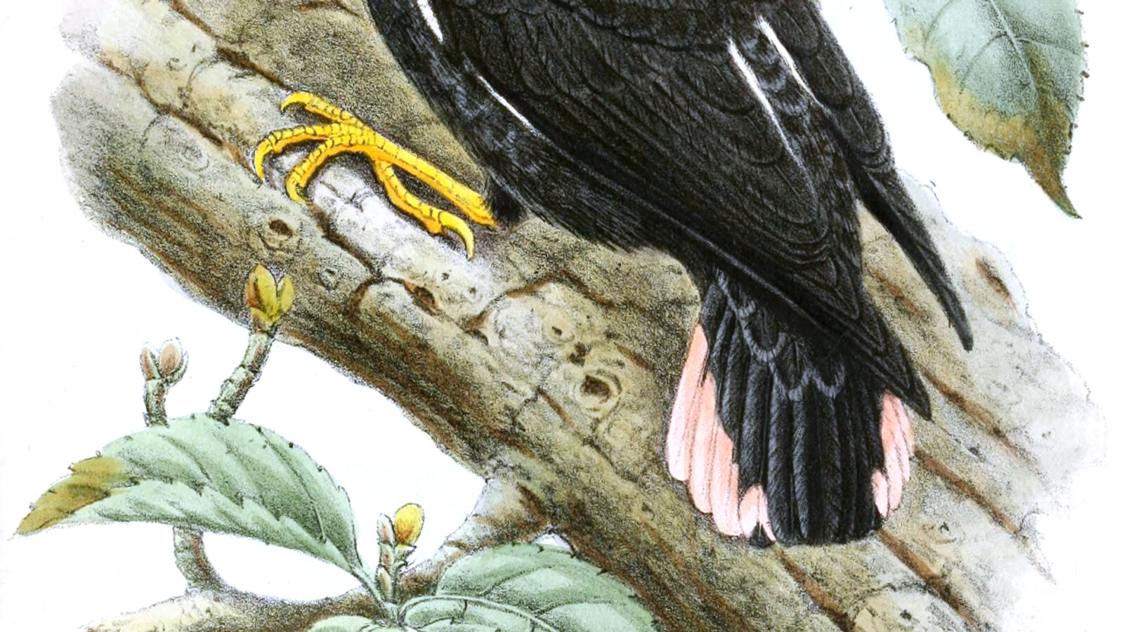 Black Sittella