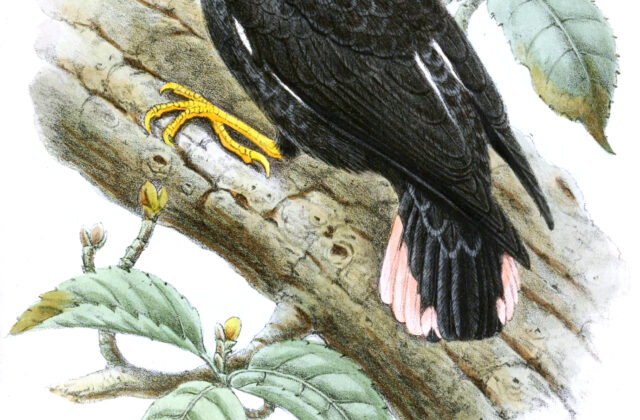 Black Sittella