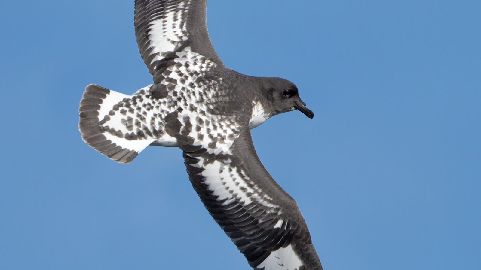 Pintado Petrel