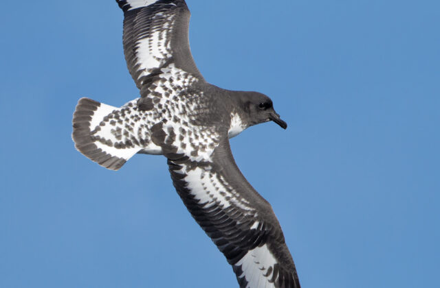 Pintado Petrel