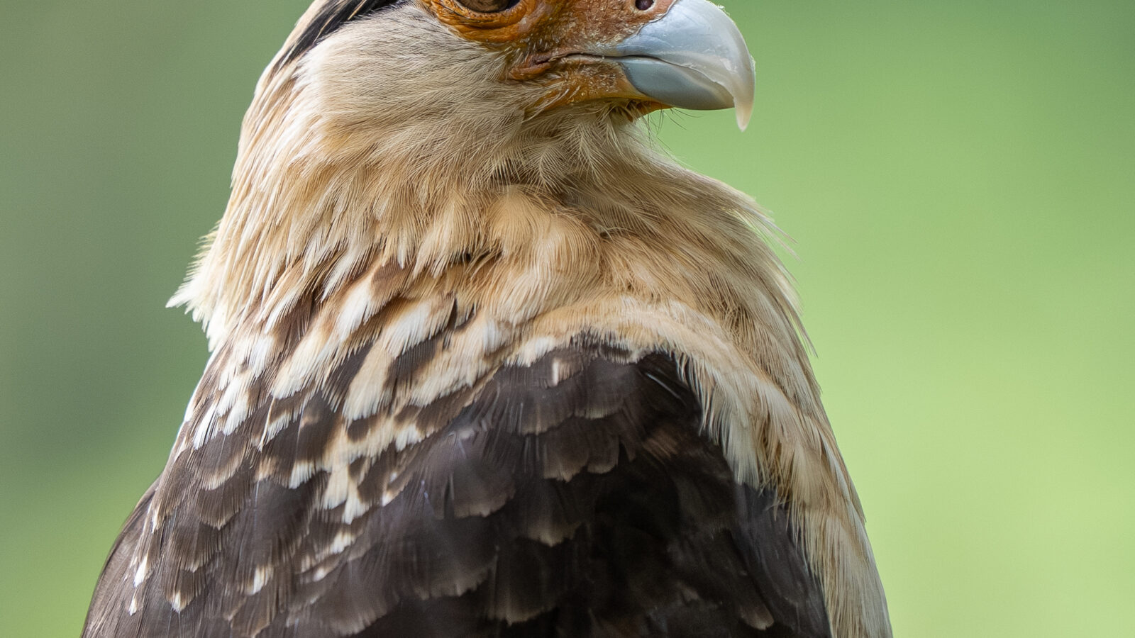 Yellow-headed Caracara