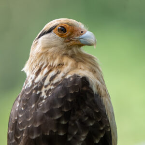 Yellow-headed Caracara