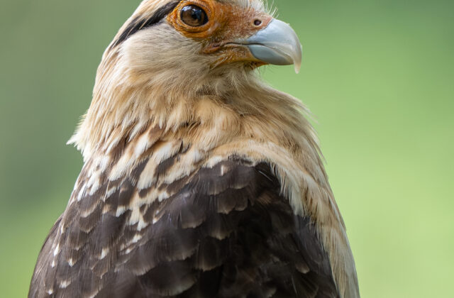 Yellow-headed Caracara