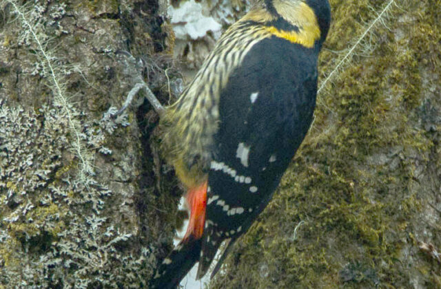 Darjeeling Woodpecker