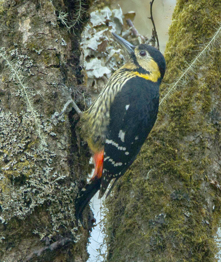 Darjeeling Woodpecker