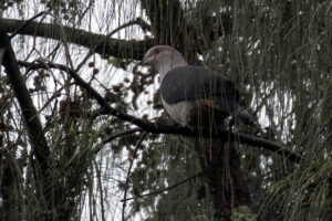 Dark-backed Imperial Pigeon
