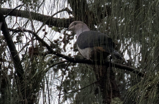 Dark-backed Imperial Pigeon
