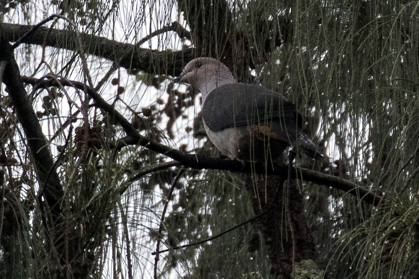 Dark-backed Imperial Pigeon