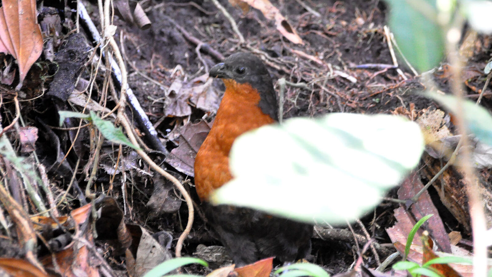 Dark-backed Wood Quail