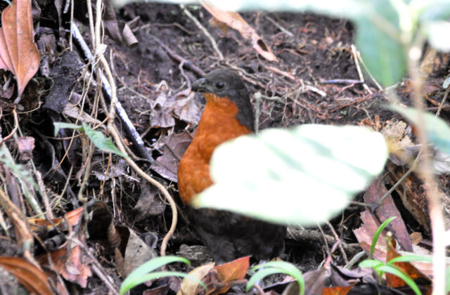 Dark-backed Wood Quail
