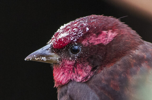 Dark-breasted Rosefinch