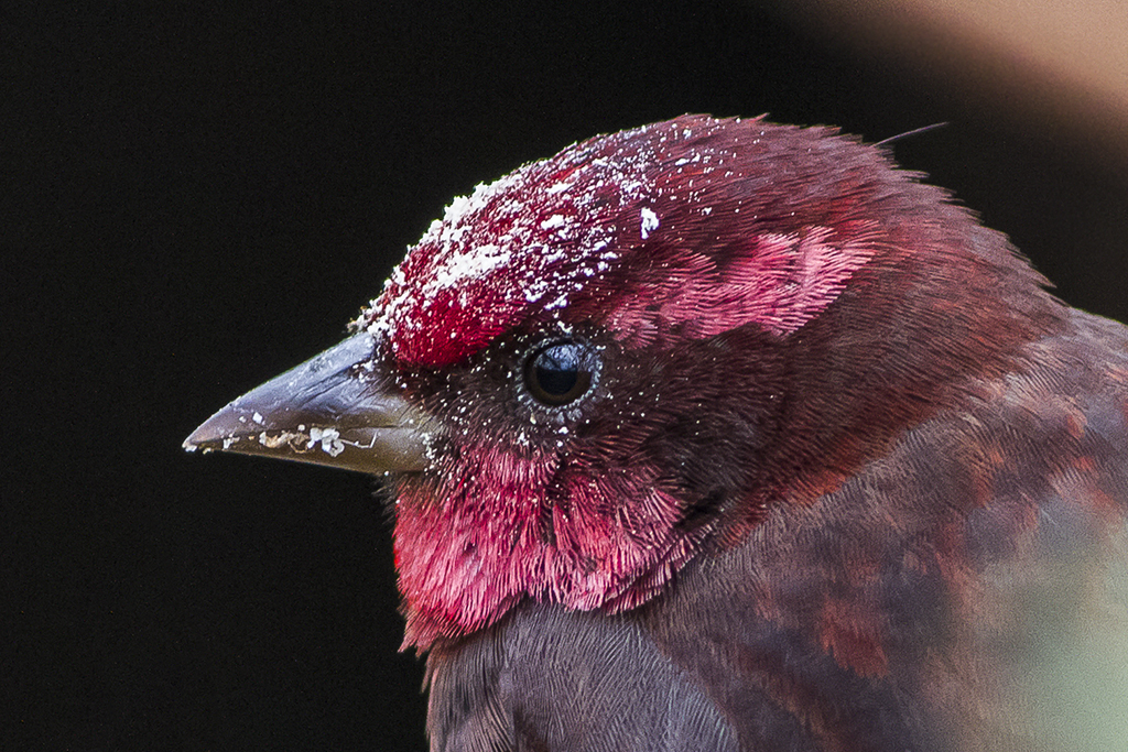 Dark-breasted Rosefinch