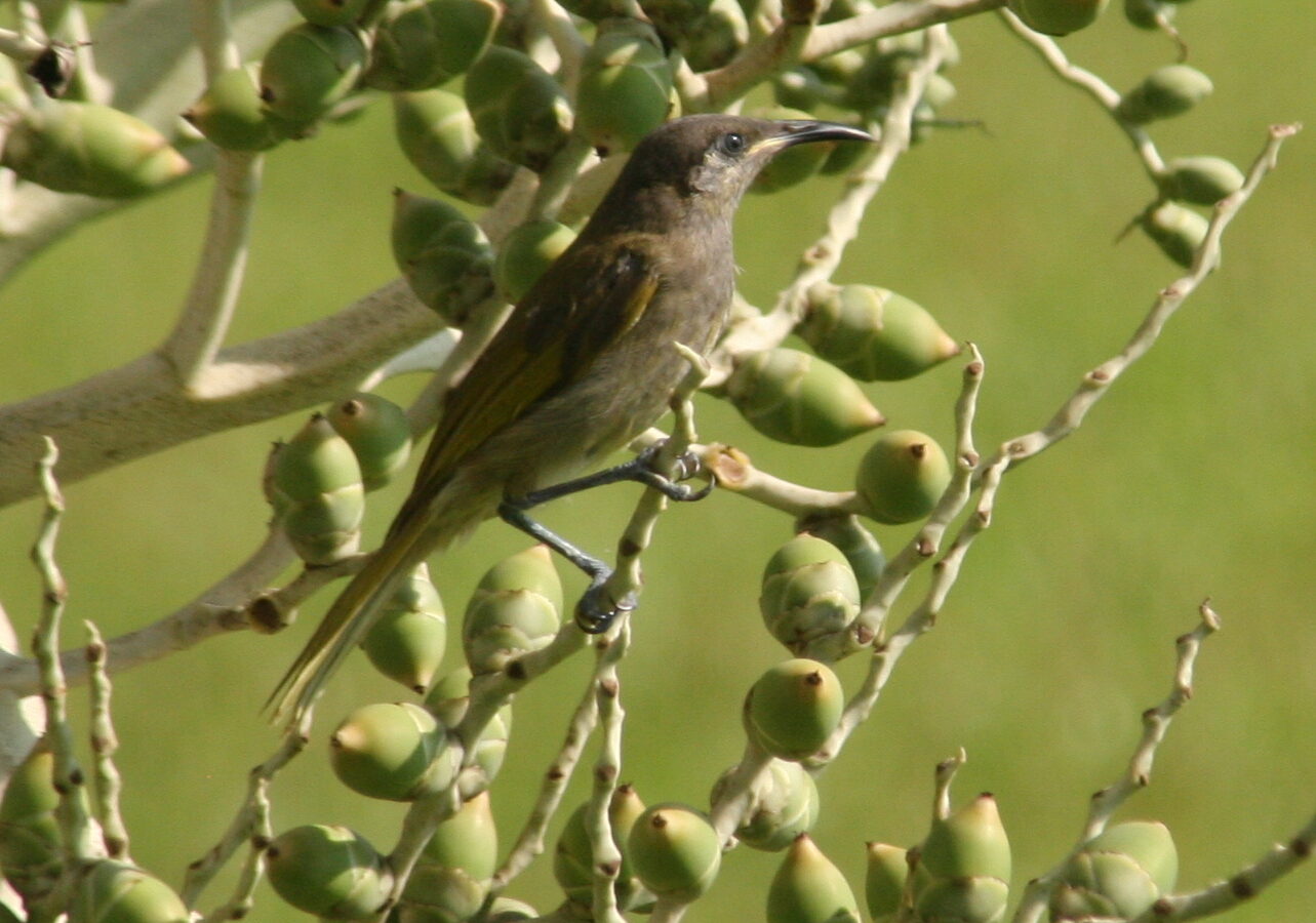 Grey-eared Honeyeater