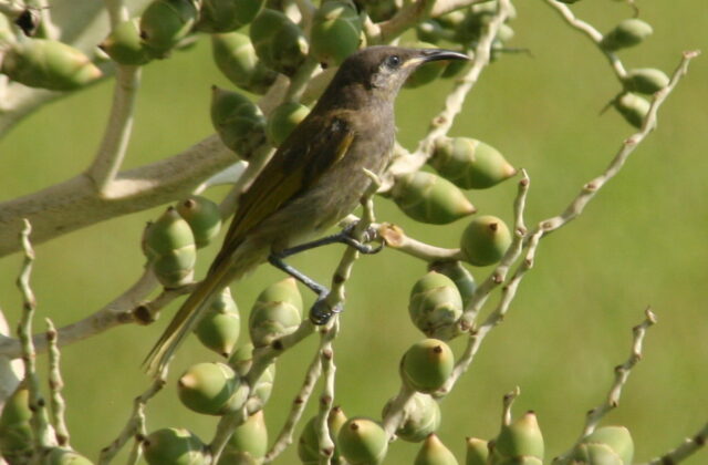 Grey-eared Honeyeater
