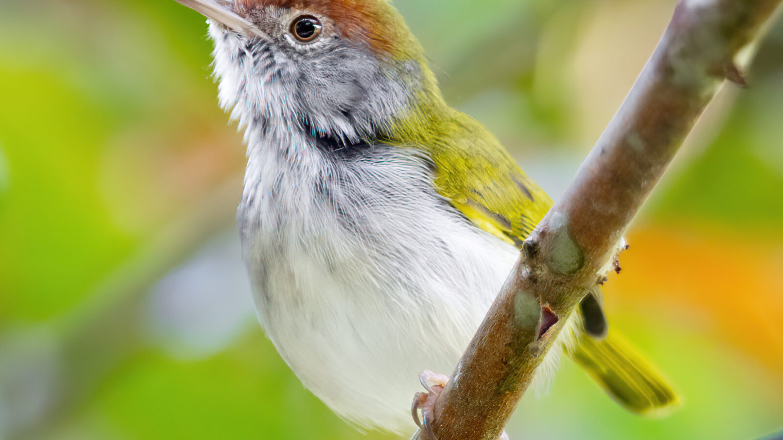 Dark-necked Tailorbird