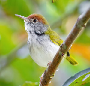 Dark-necked Tailorbird
