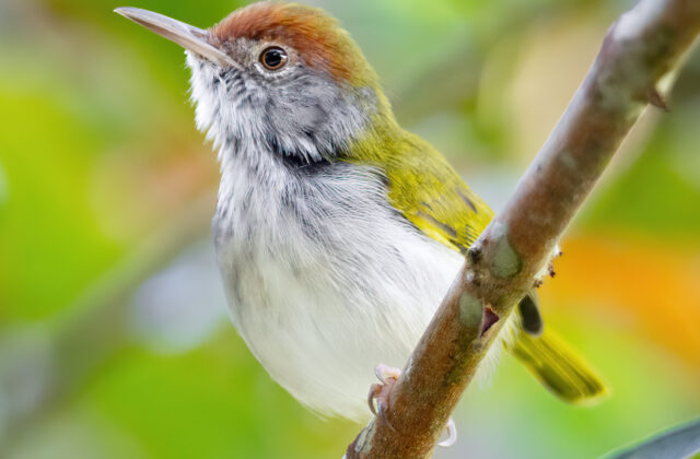 Dark-necked Tailorbird