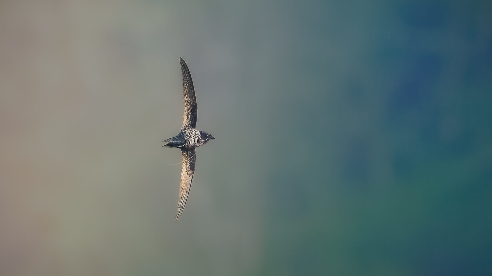 Dark-rumped Swift