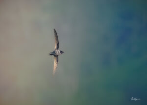 Dark-rumped Swift