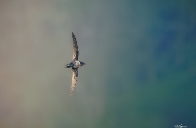 Dark-rumped Swift