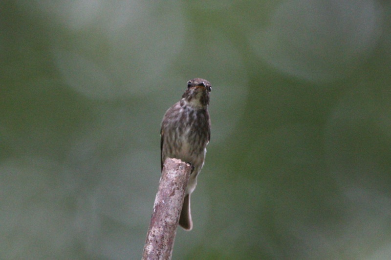 Dark-sided Flycatcher