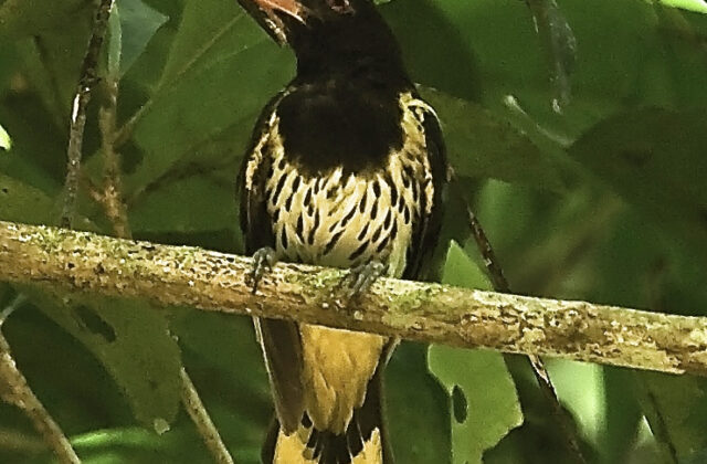 Dark-throated Oriole