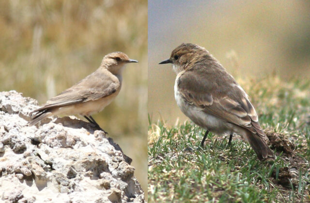 Dark-winged Miner