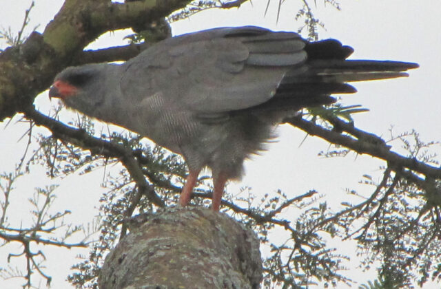 Pale Chanting Goshawk