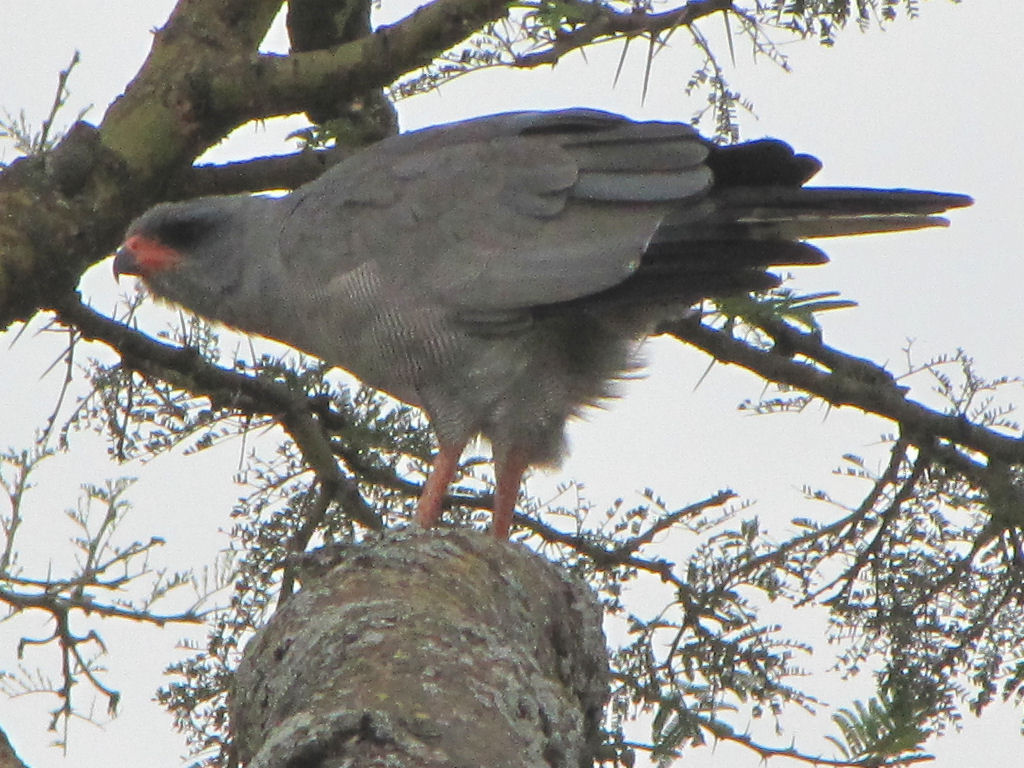 Pale Chanting Goshawk