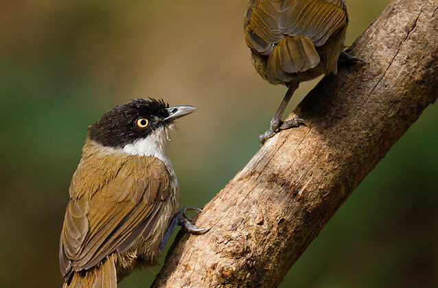 Dark-fronted Babbler